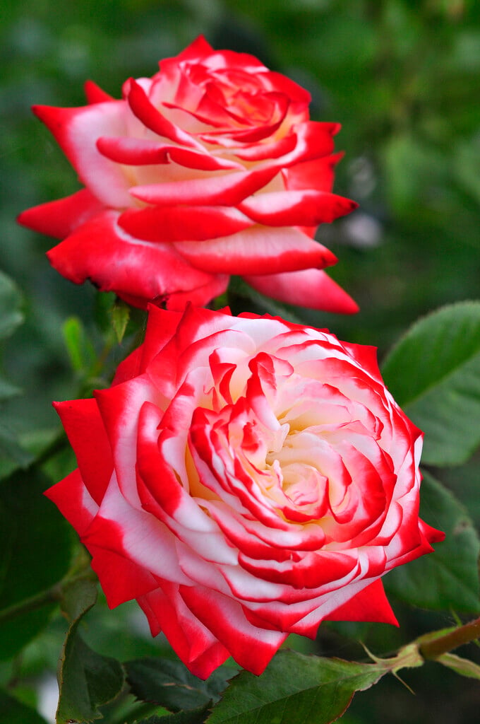 rose [Impératrice Farah]