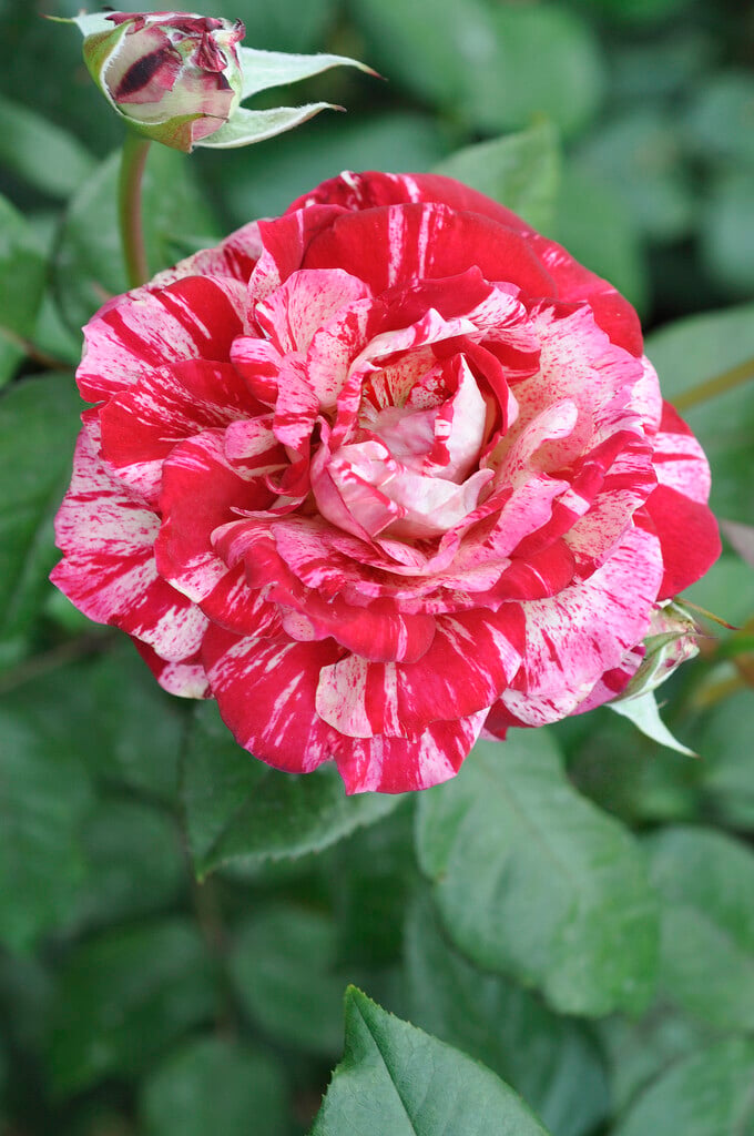rose [Julio Iglesias]
