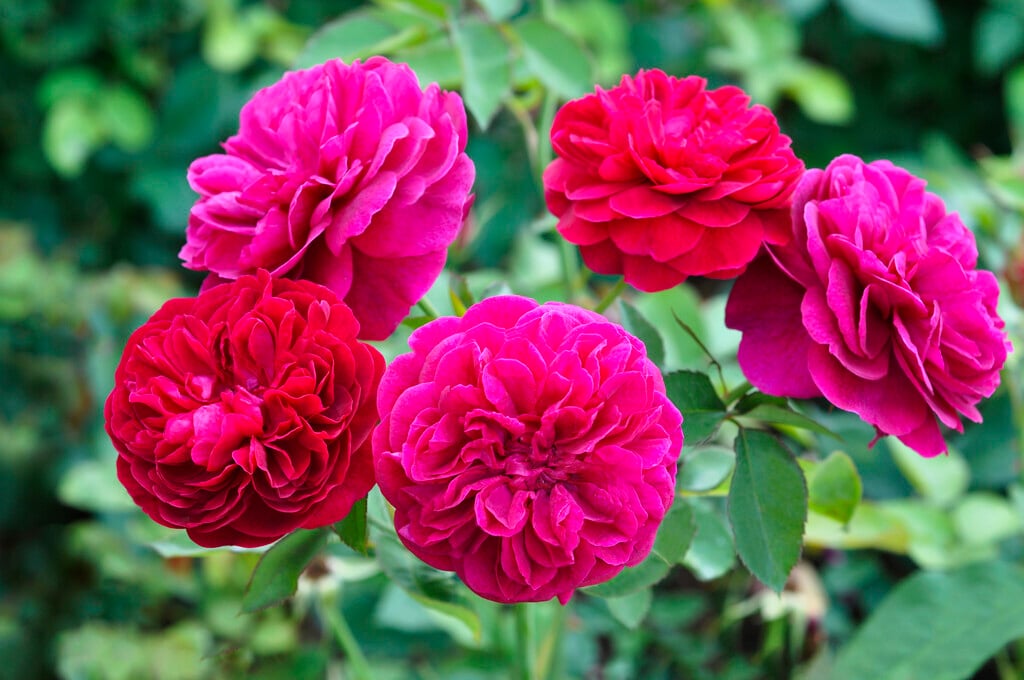 rose [Tess of the d'Urbervilles]