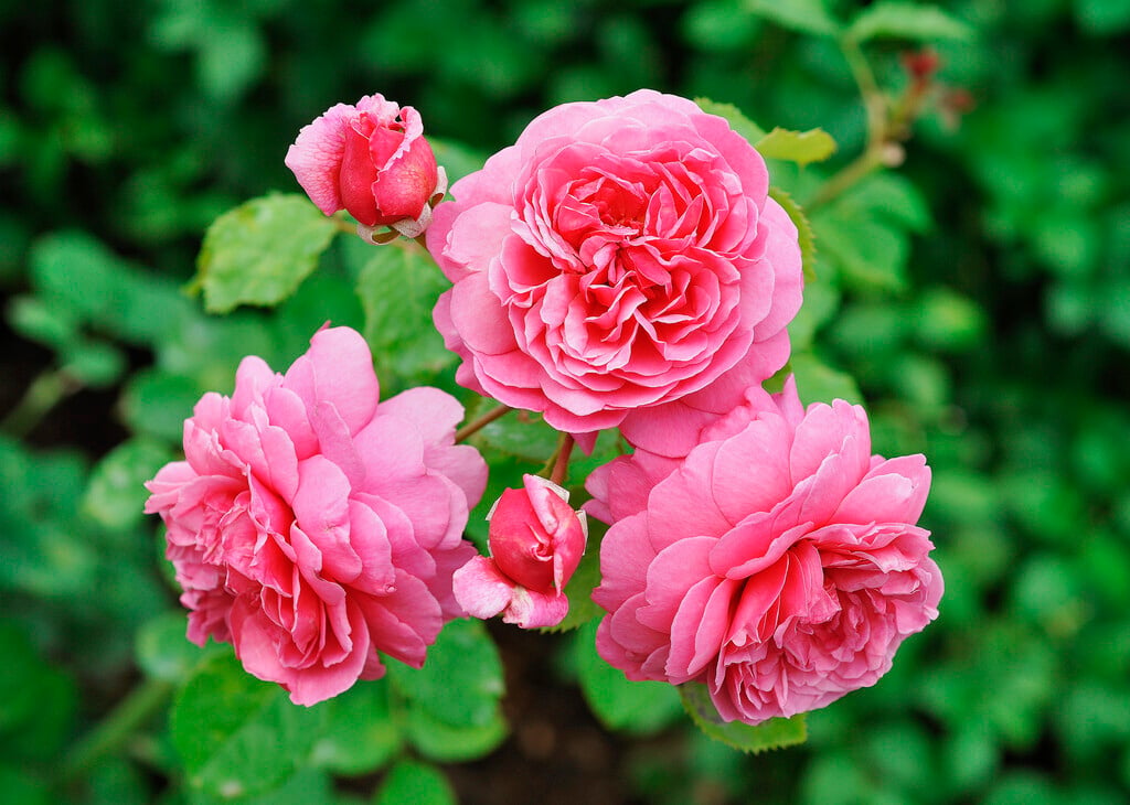 rose [Princess Alexandra of Kent]