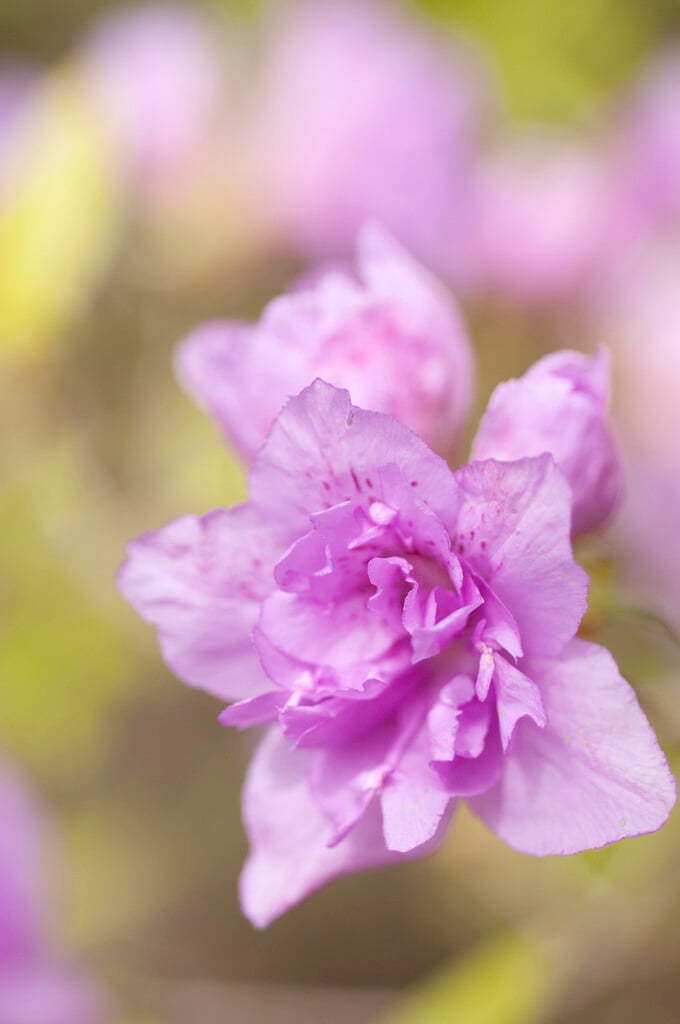Korean azalea
