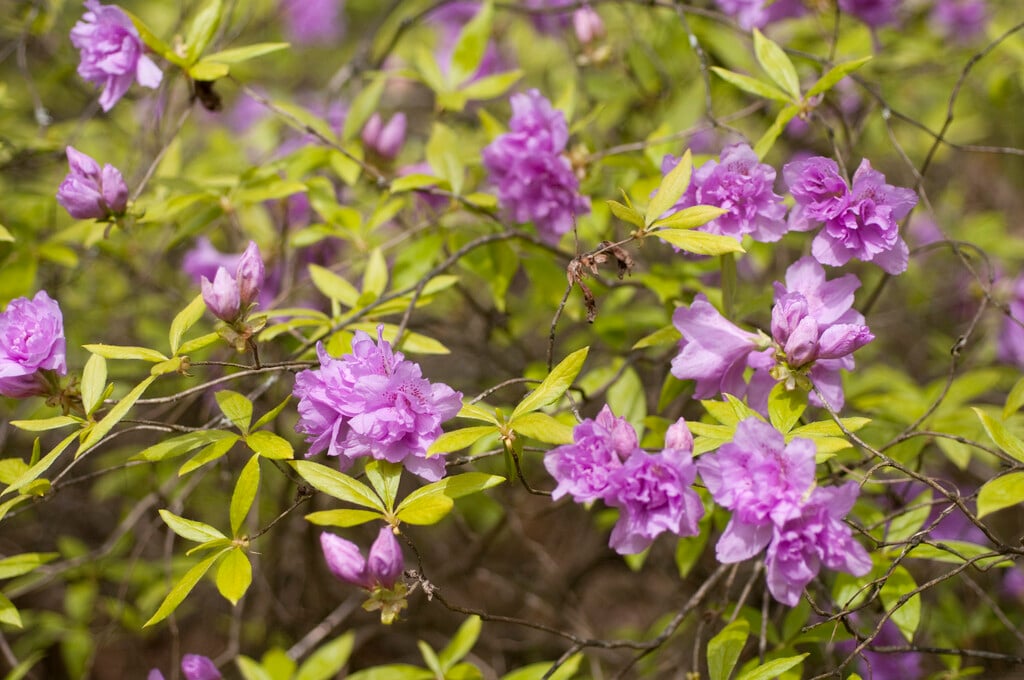 Korean azalea