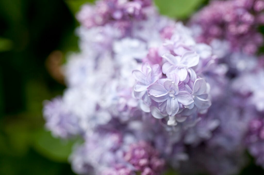 lilac 'Nadezhda'