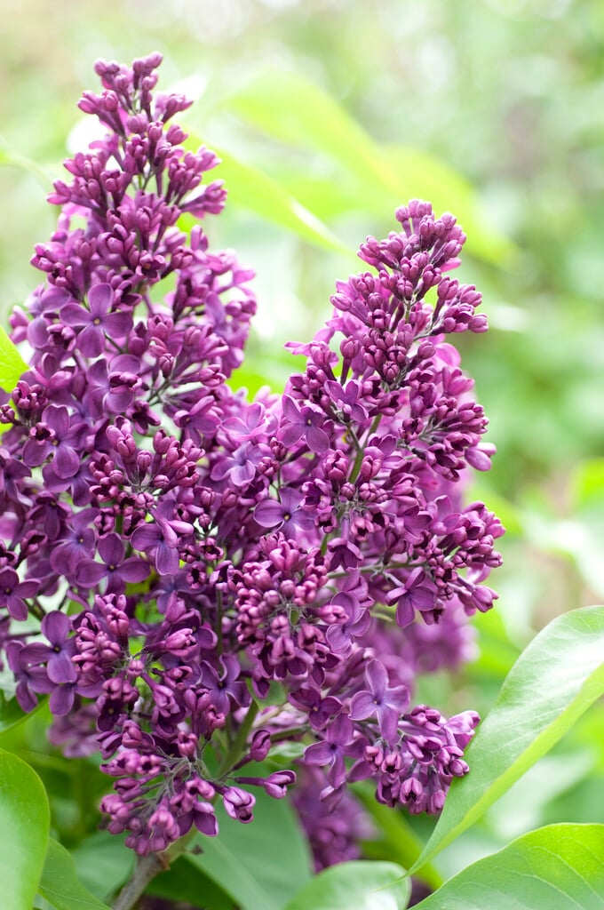 lilac 'Vesper'