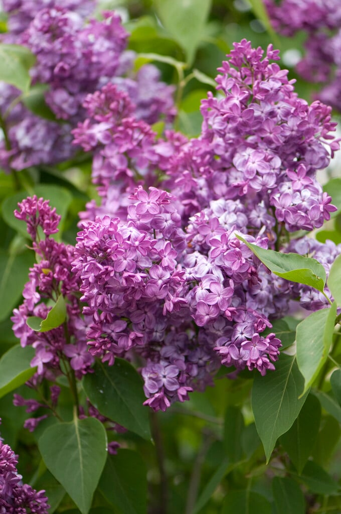 Syringa vulgaris &Rochester& | lilac &Rochester& Shrubs/RHS