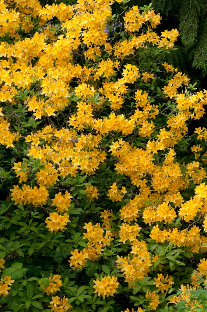 flame azalea