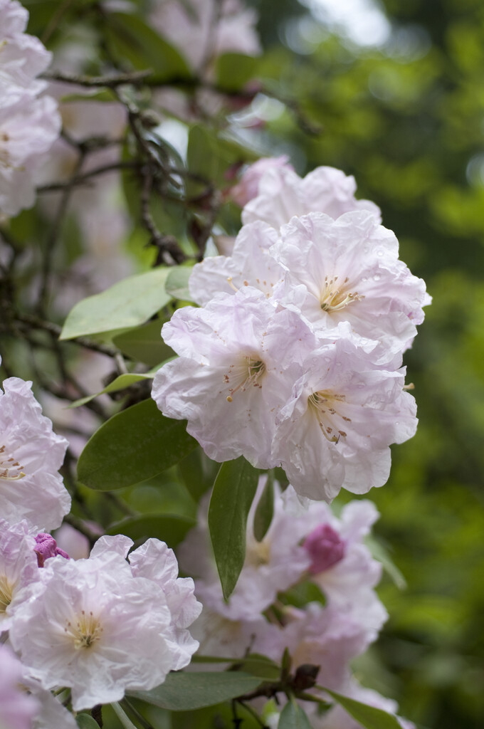 rhododendron 'Sir Charles Butler'