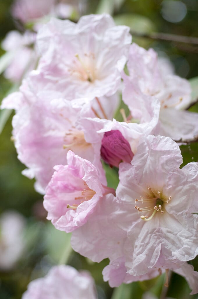 rhododendron 'Sir Charles Butler'
