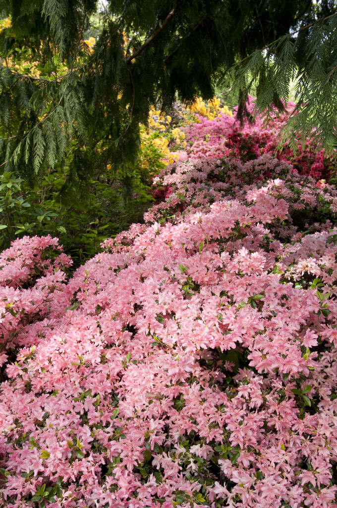 <i>Rhododendron</i> <i>japonicum</i> (EA)