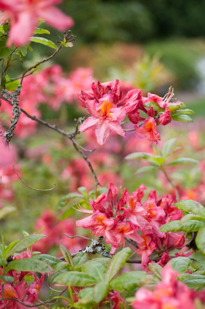 rhododendron 'Pink Ruffles'
