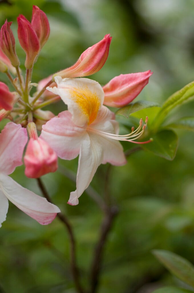 rhododendron 'Honeysuckle'