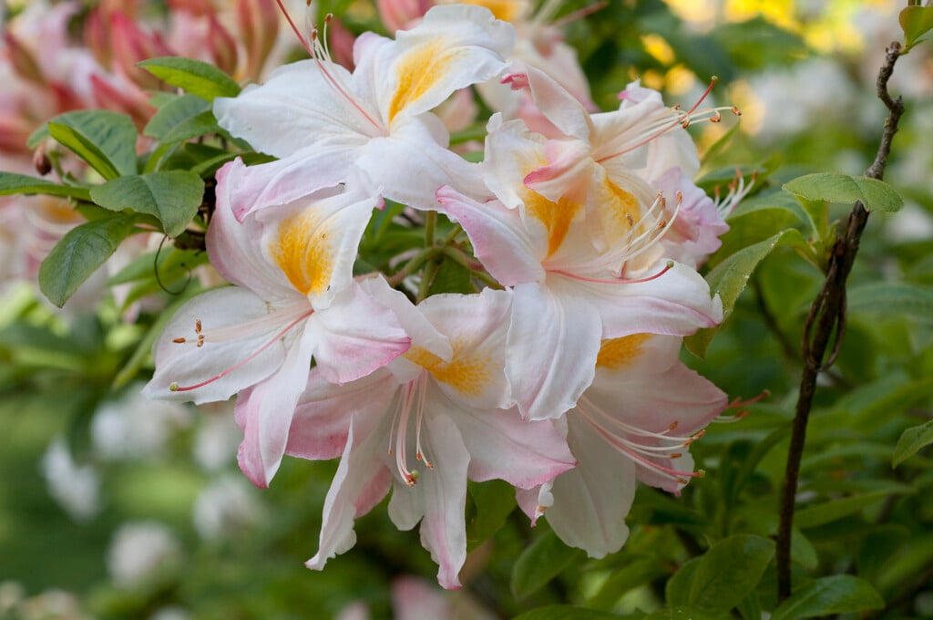 rhododendron 'Honeysuckle'