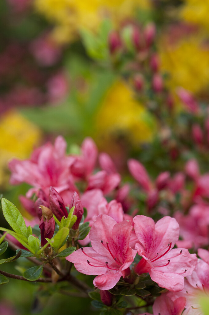 <i>Rhododendron</i> <i>japonicum</i> (EA)