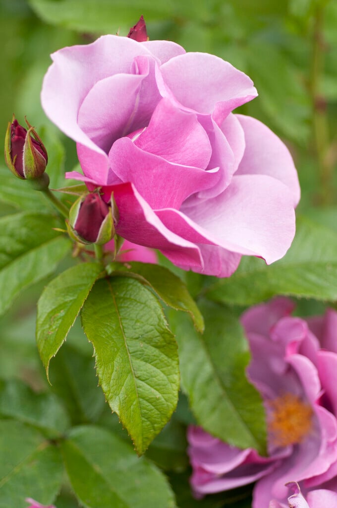 rose [Blueberry Hill]