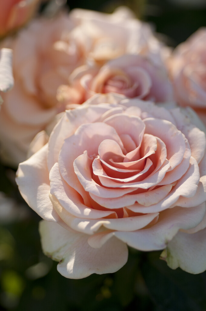 rose [Marilyn Monroe]