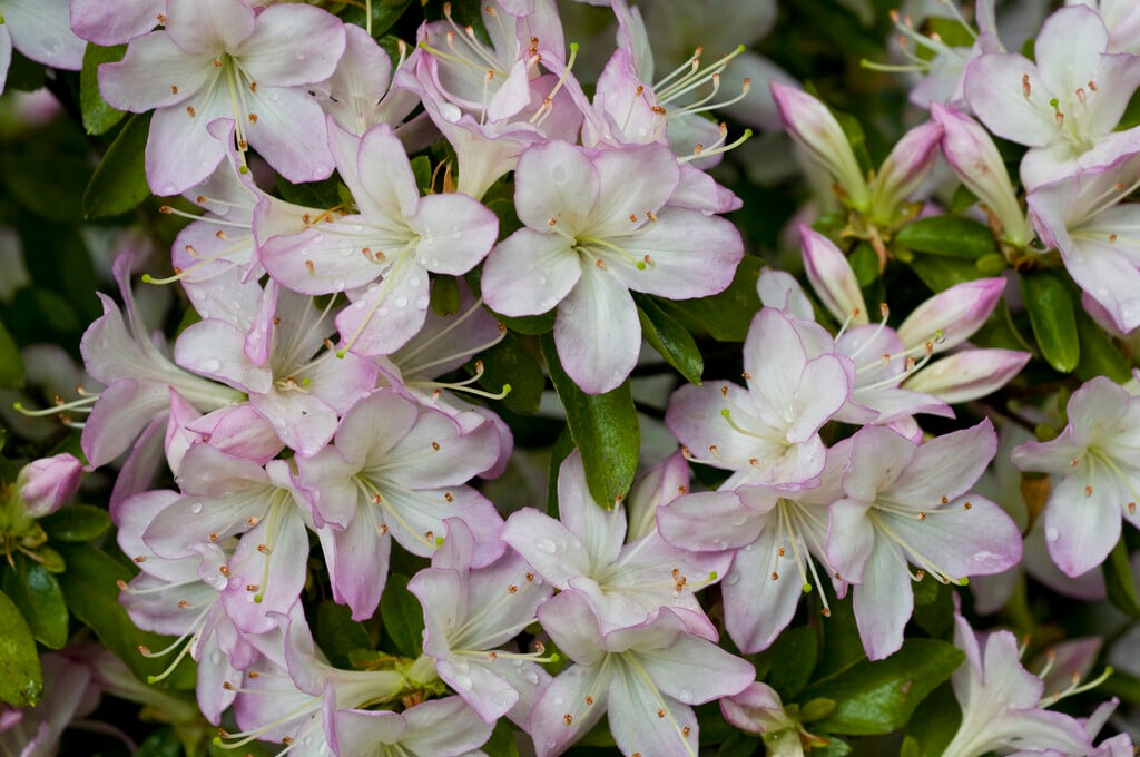 <i>Rhododendron</i> 'Daphne' (hybrid)
