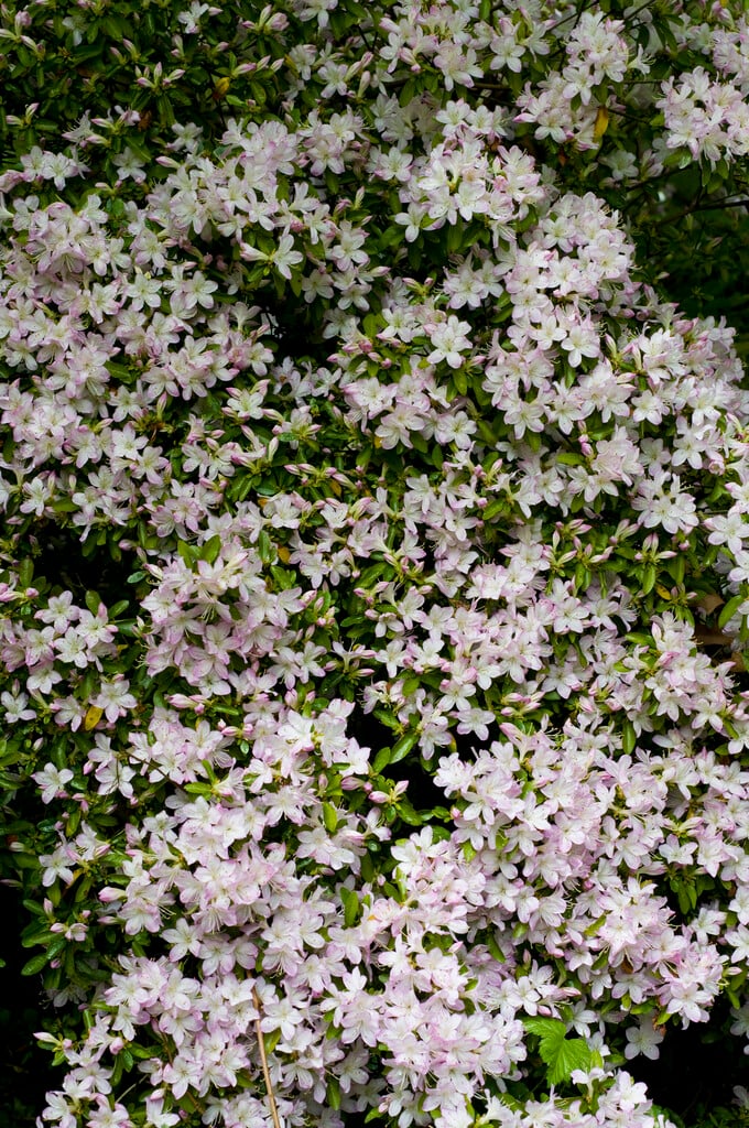 <i>Rhododendron</i> 'Daphne' (hybrid)
