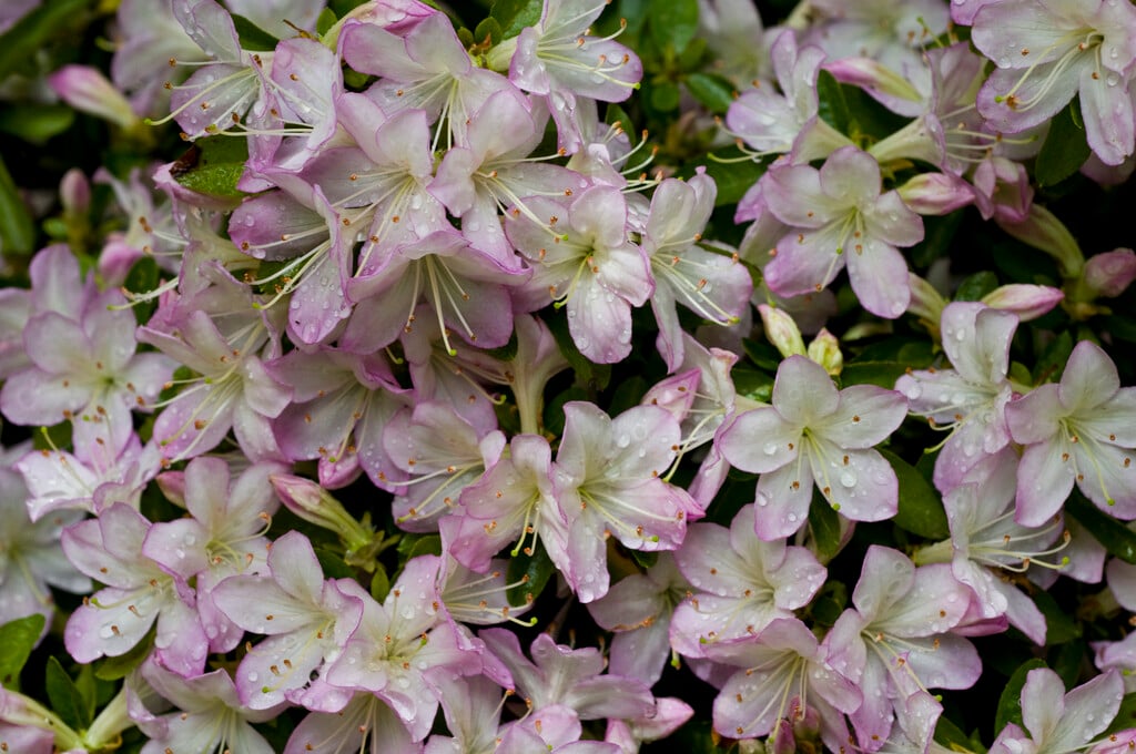 <i>Rhododendron</i> 'Daphne' (hybrid)
