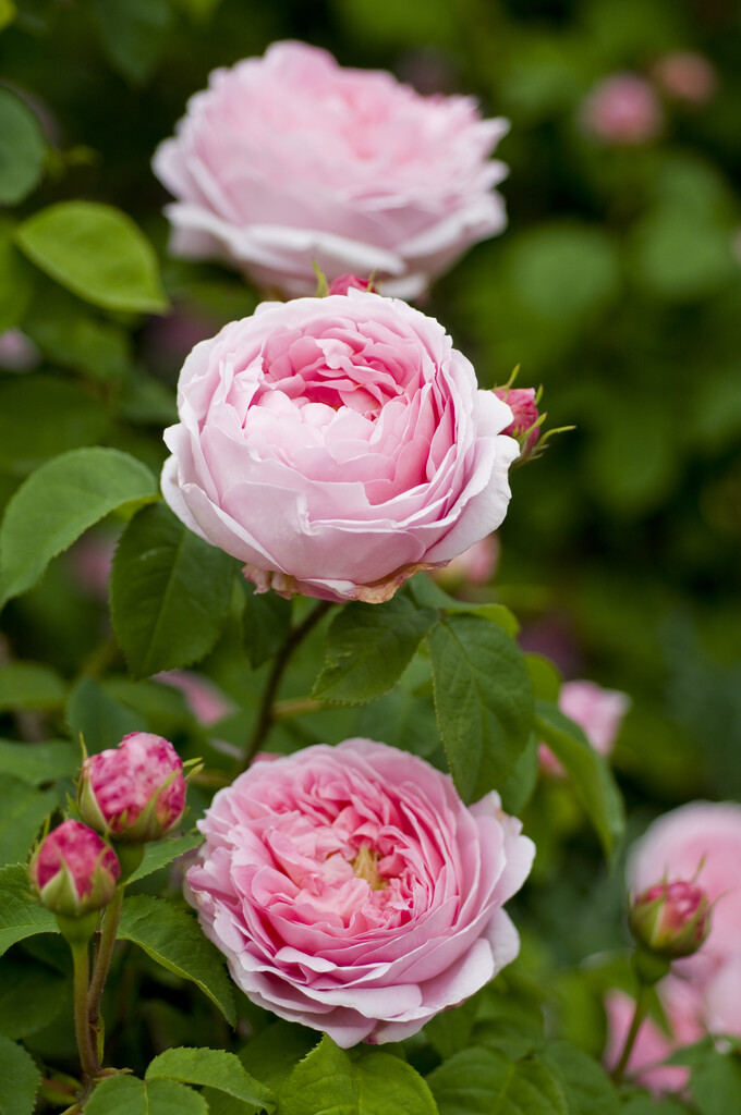 rose 'Constance Spry'