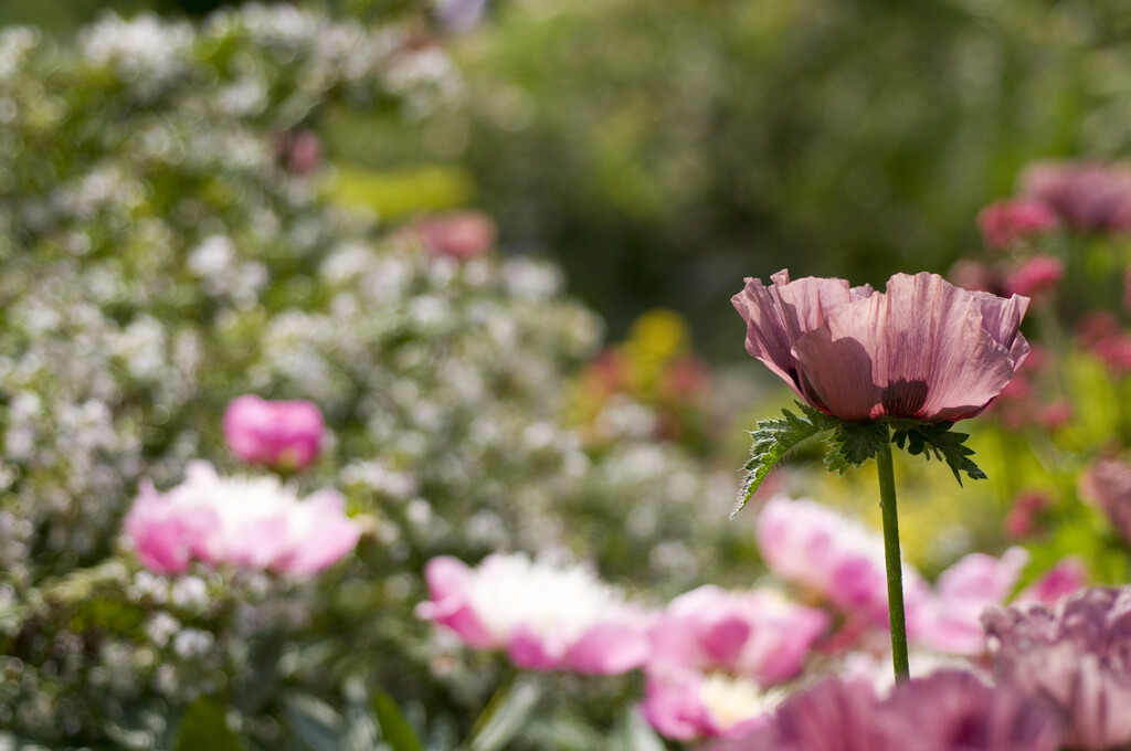 Papaver orientale &Cedric Morris& | oriental poppy &Cedric Morris ...