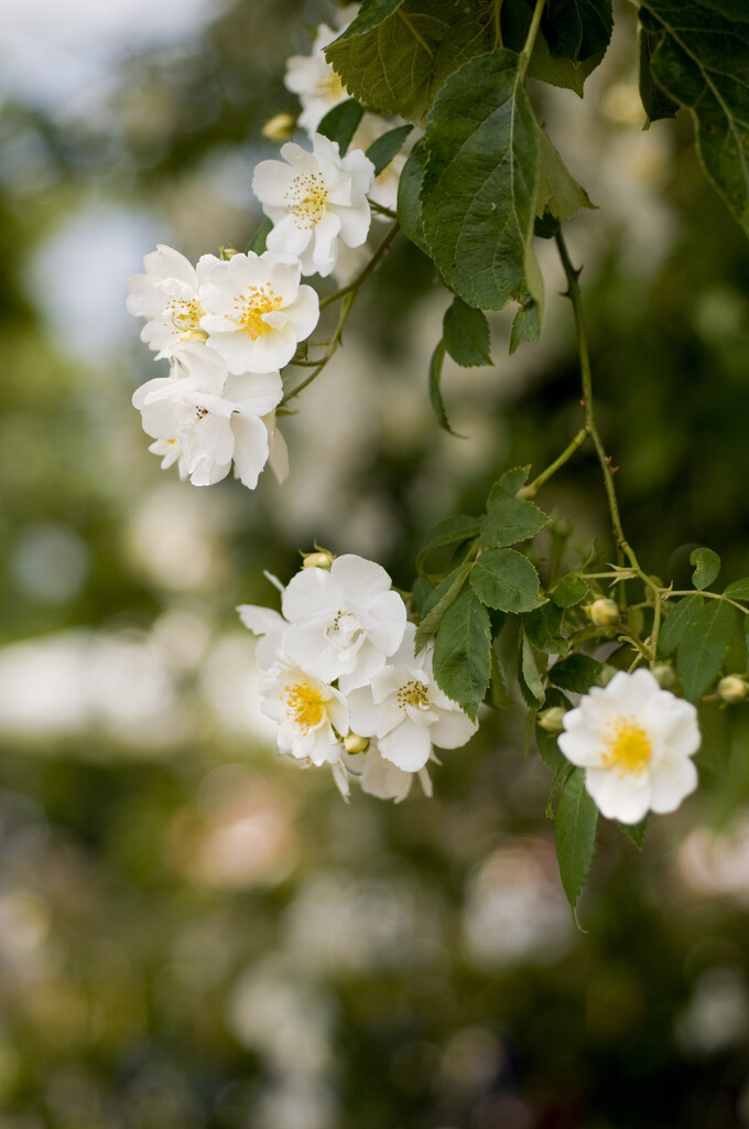 rose 'Rambling Rector'