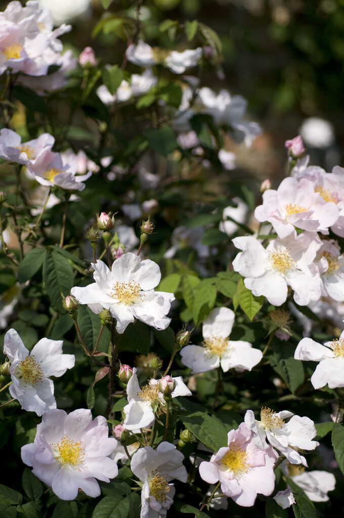 dog rose