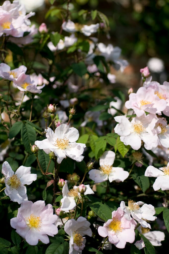dog rose