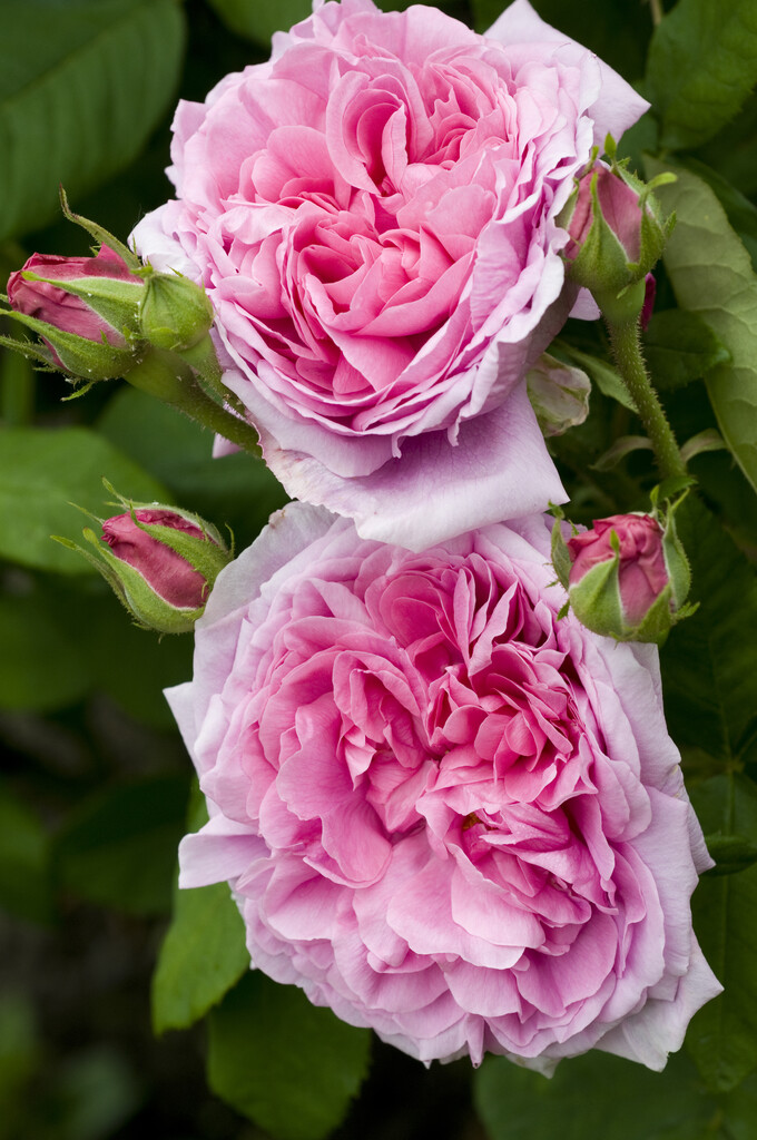 rose 'Madame Boll'