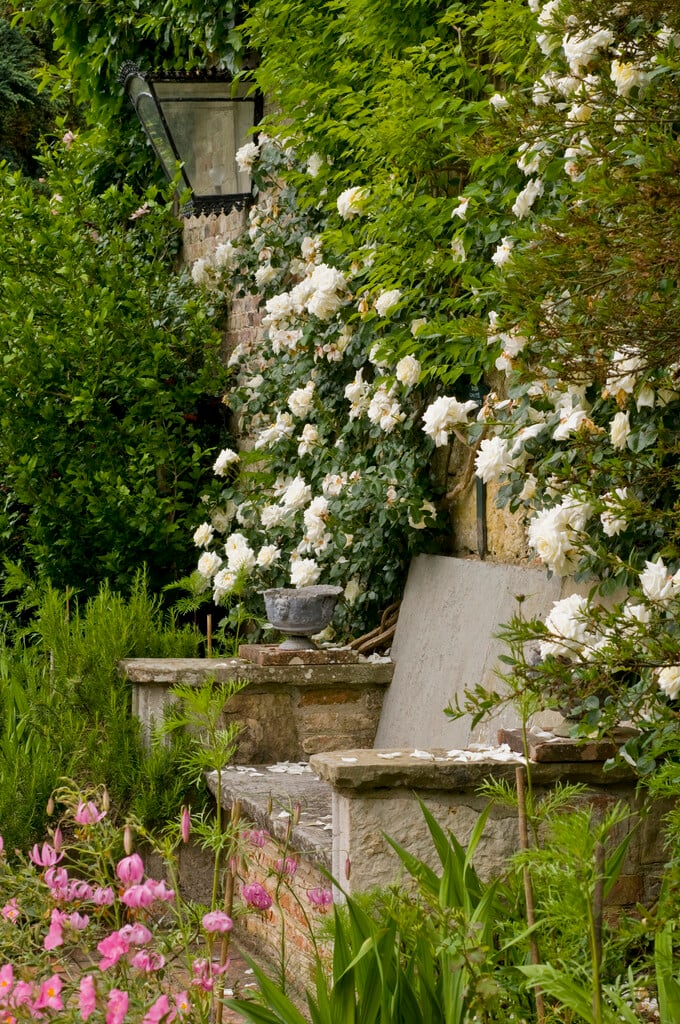 rose 'White Cockade'