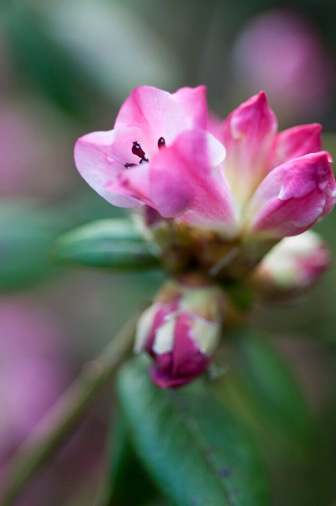 rhododendron 'Seta'