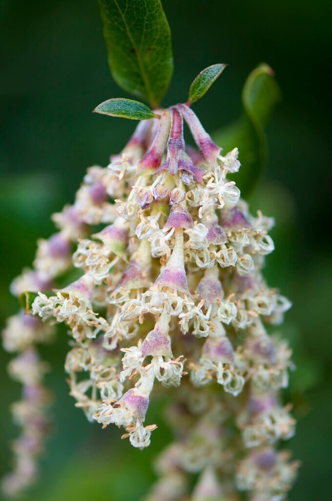 <i>Garrya</i> × <i>issaquahensis</i>