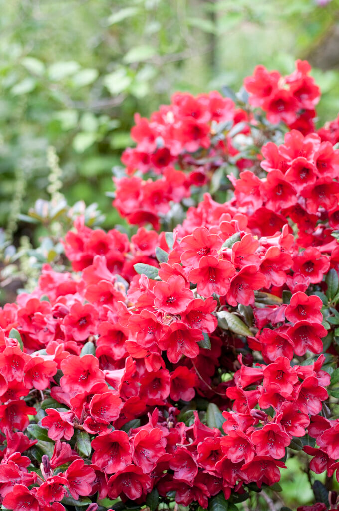 rhododendron 'Ruby Hart'
