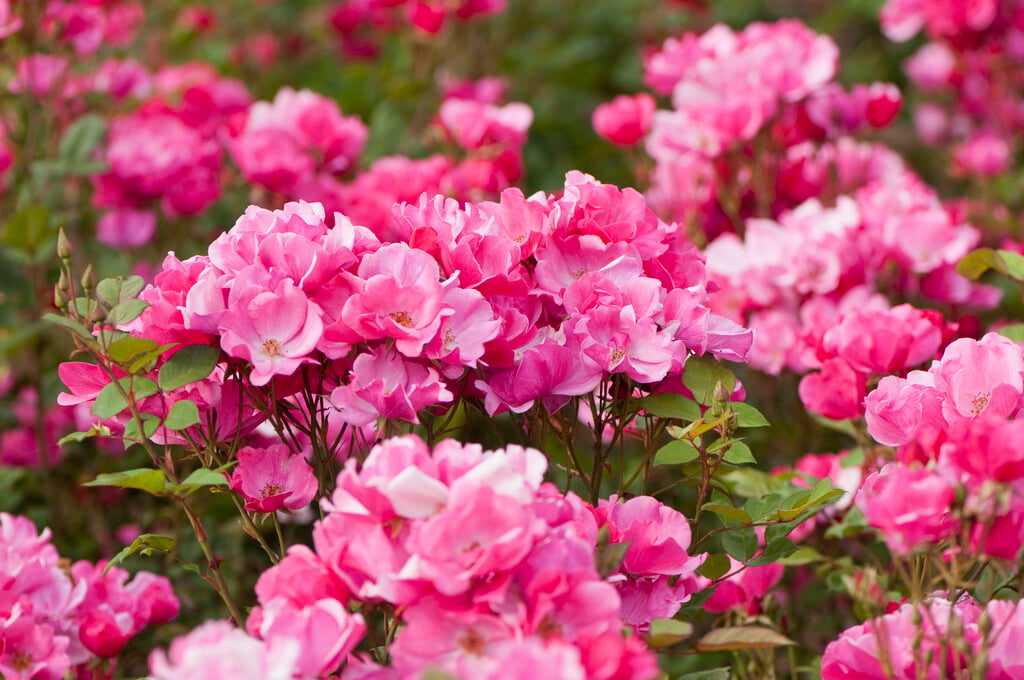 rose 'Betty Prior'