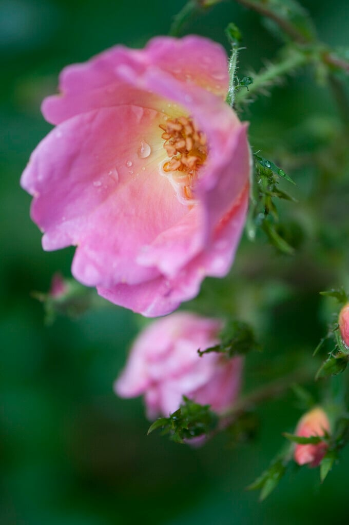 rose [Rainbow Knock Out]
