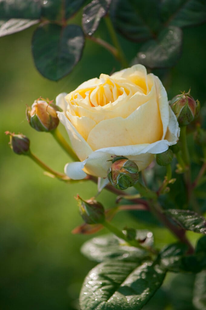 rose [Michelangelo]