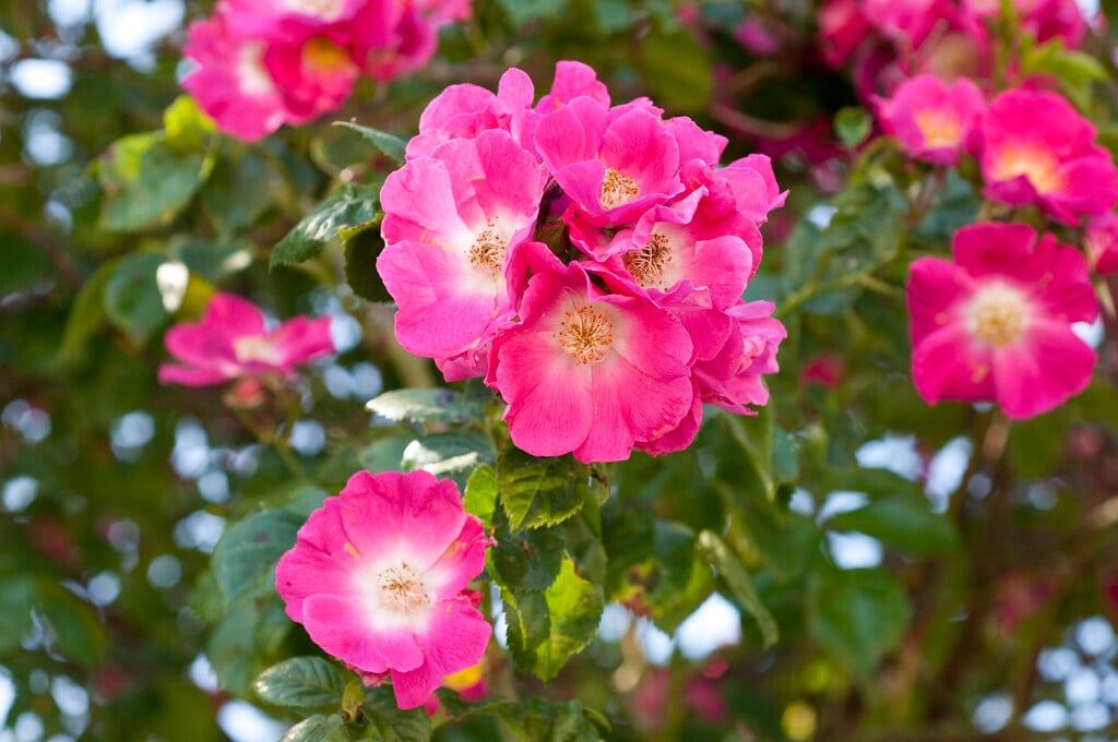 rose 'American Pillar'