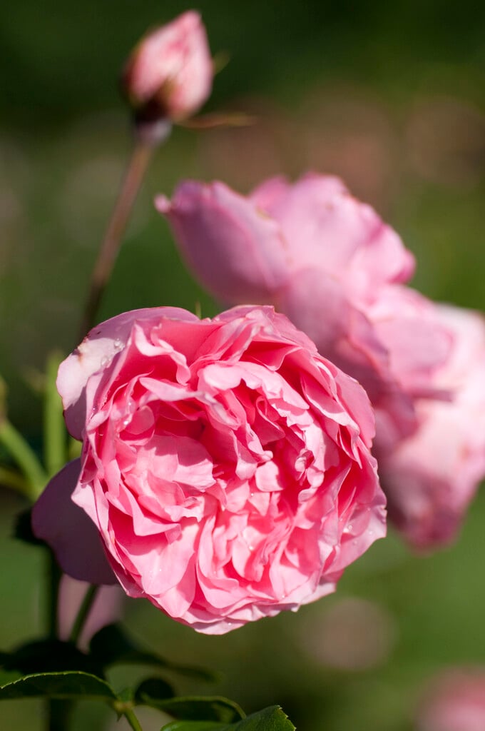 rose [Guy de Maupassant]