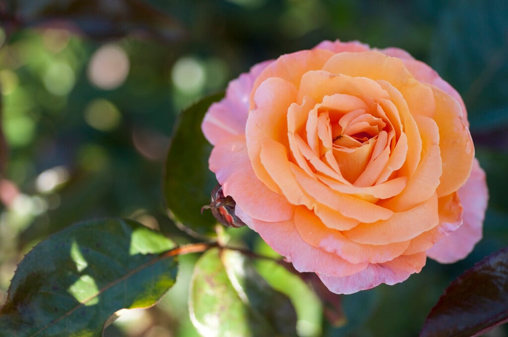 rose [Rosemary Harkness]
