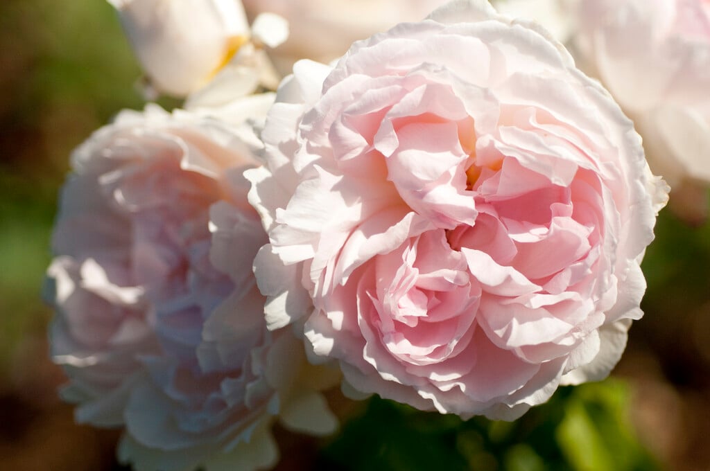 rose [Sharifa Asma]
