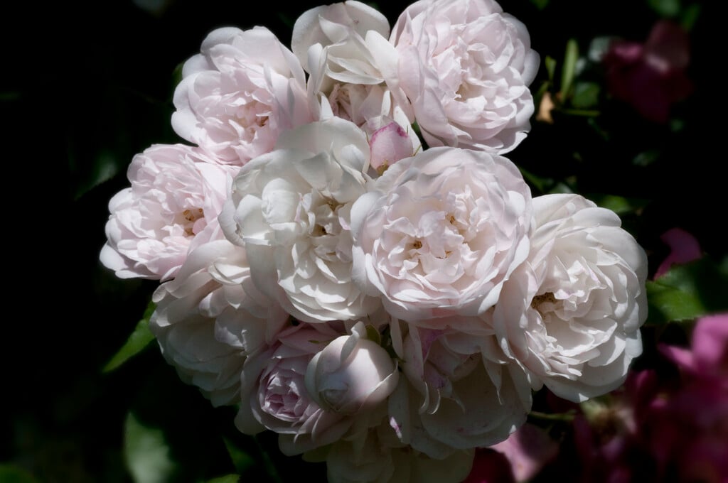 rose 'Ethel'