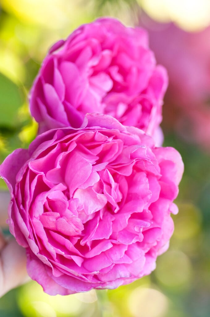 rose [Portmeirion]