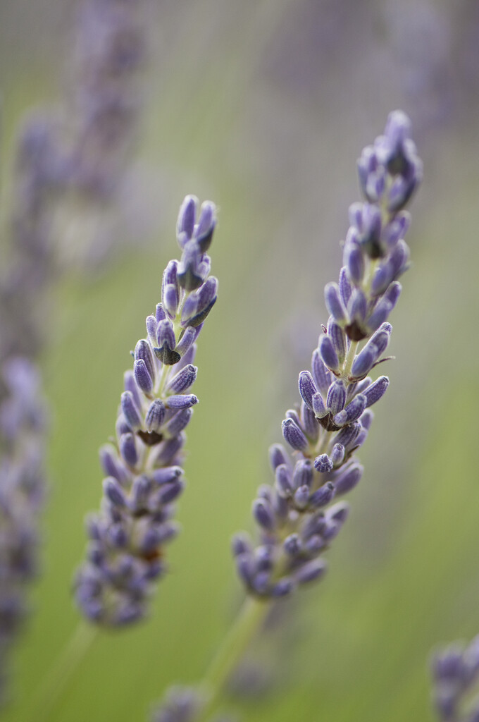 lavender 'Grosso'
