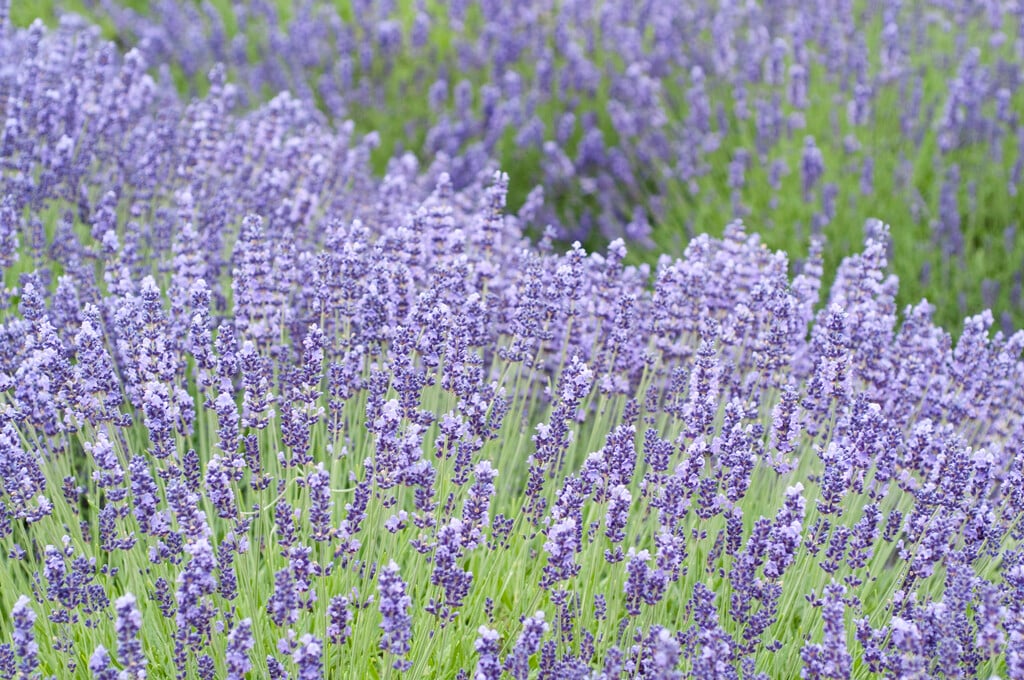 English lavender 'Royal Velvet'