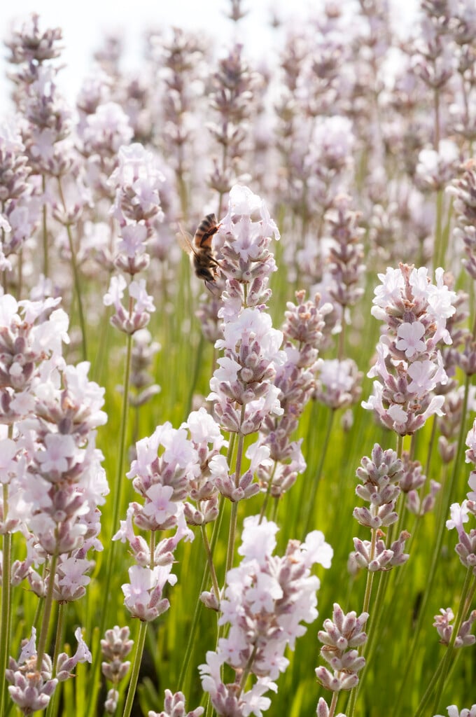 English lavender 'Melissa'
