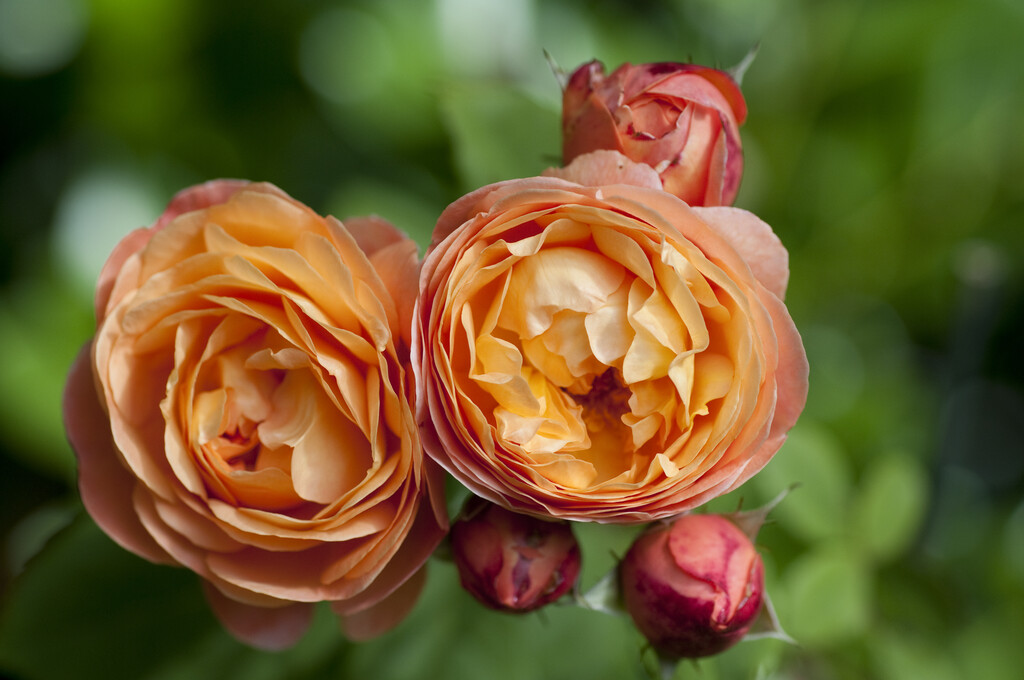 rose [Lady Emma Hamilton]