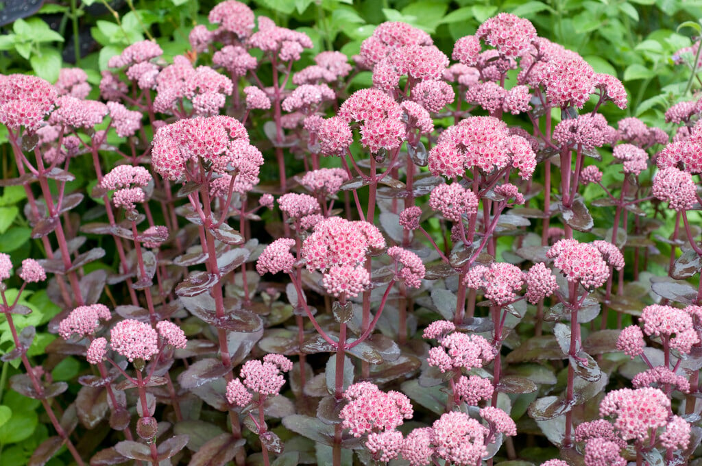 stonecrop 'Maestro'
