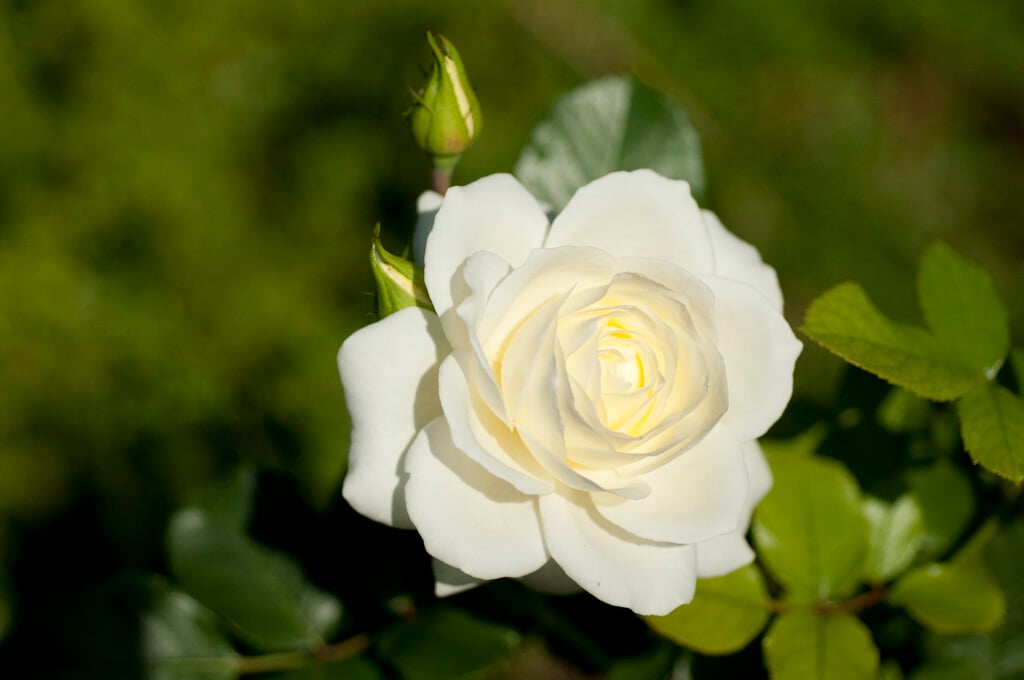 rose [Moondance]