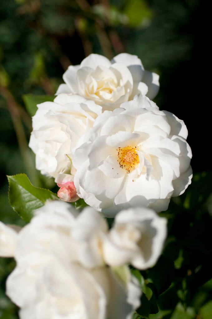 rose [Moondance]