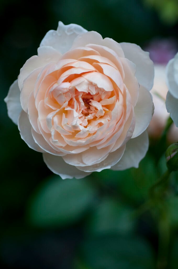 rose [The Shepherdess]