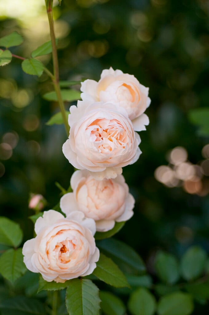 rose [The Shepherdess]